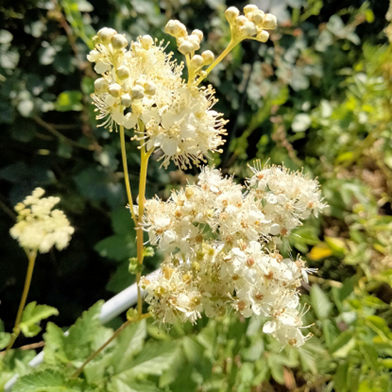 Reine des prés (Filipendula ulmaria) Herbothèque - Le jardin des vie-la-joie