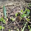 Image de Ail éléphant - Poirail - Allium Ampeloprasum ampeloprasum