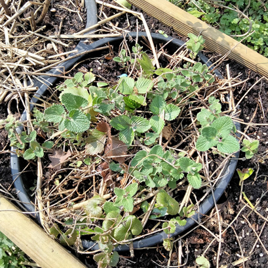 Herbe à chat, Chataire 'Superba' - Nepeta faassenii - Le Jardin du