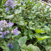 Image de Népéta - Chataire - Herbe à chats - Nepeta faassenii