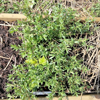 Image de Hysope - Hyssopus officinalis