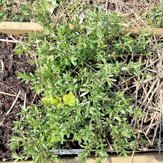 Image de Hysope - Hyssopus officinalis