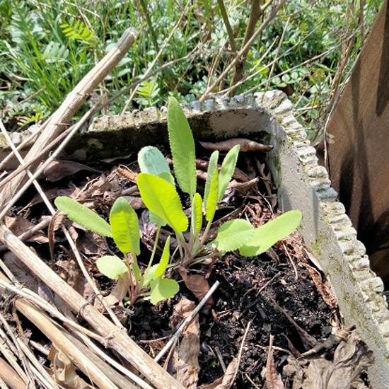 Image de Balsamite - Menthe coq - Tanacetum balsamita