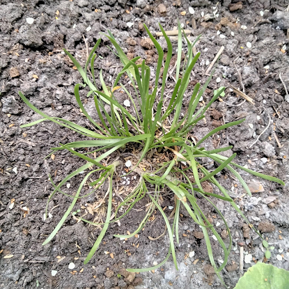 Image de Ail des montagnes - Allium Senescens