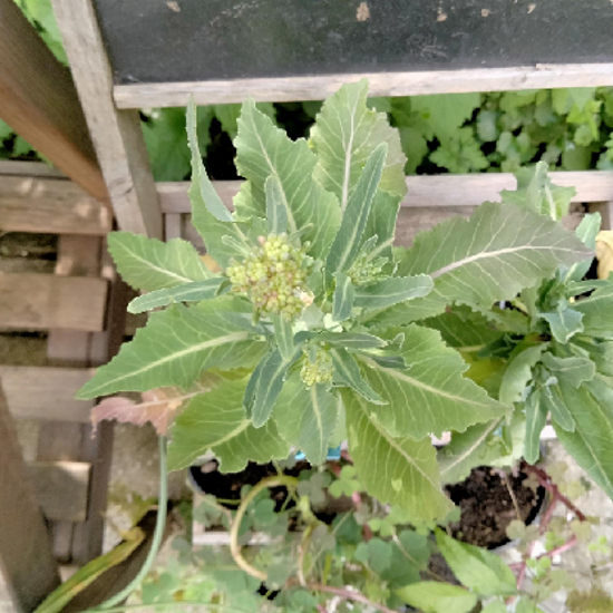 Image de Brocoli perpétuel - Brocoli Nine Star perrenial - Brassica Oleracea Botrytis 