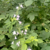 Image de Campanule Raiponce - Raiponce - Campanula rapunculus - 'salade vivace"
