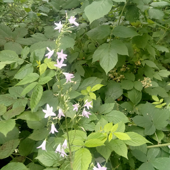 Image de Campanule Raiponce - Raiponce - Campanula rapunculus - 'salade vivace"