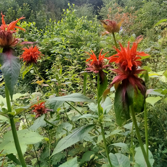 Image de Monarde - "Bergamote" - Monarda dydima 'Cambridge scarlet'