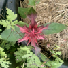 Image de Monarde - "Bergamote" - Monarda dydima 'Cambridge scarlet'