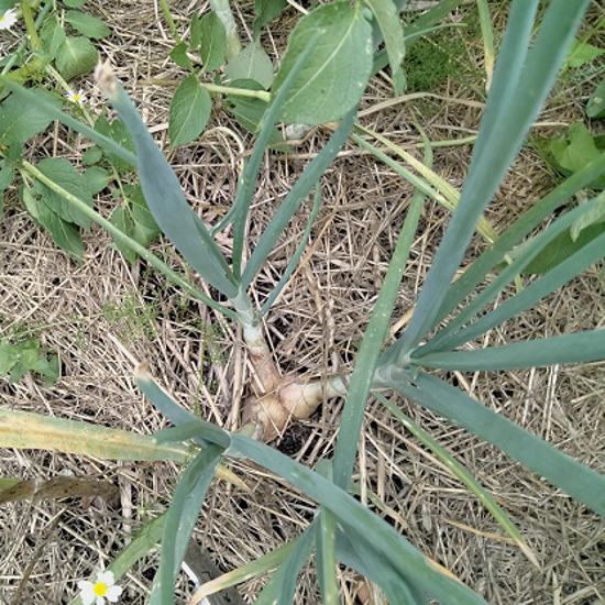 Image de Oignon patate - Allium cepa var. aggregatum