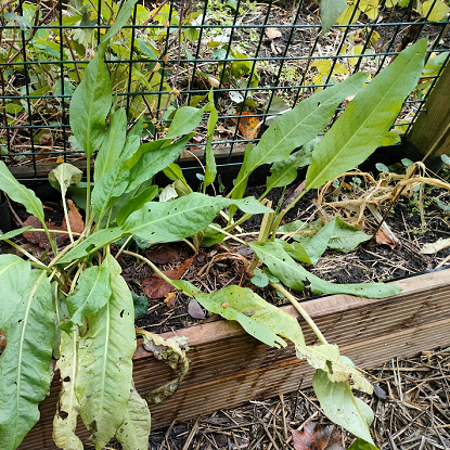 Image de Oseille épinard - Epinard vivace - Rumex patienta - "salade vivace" 