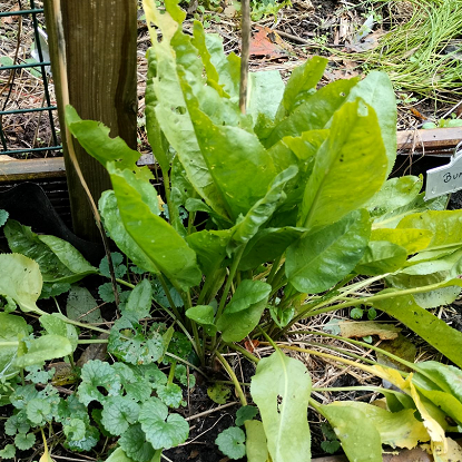 Image de Grande passerage – Passerage à feuilles larges - Lepidium latifolium