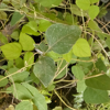 Image de Haricot de terre - Amphicarpa bracteata