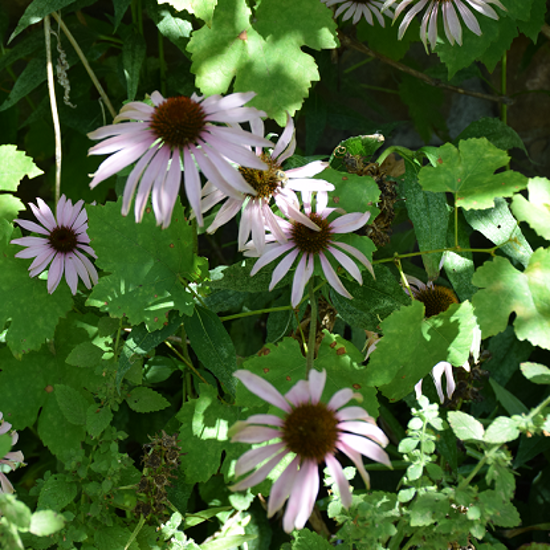 Image de Echinacée Pourpre - Echinacée purpurea