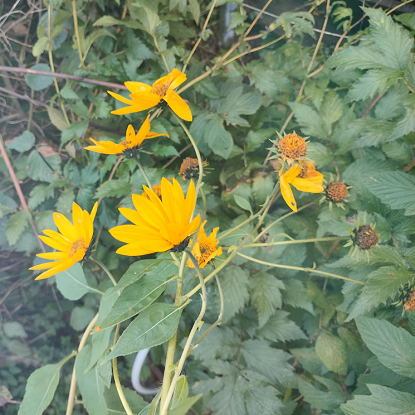 Image de Arnica des montagnes - Arnica Montana