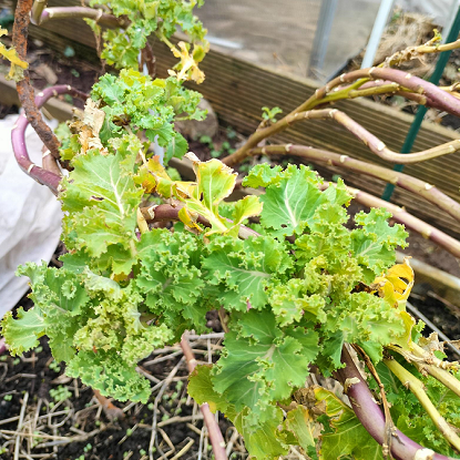 Image de Chou perpétuel frisé - Brassica oleracea var. ramosa x acephala