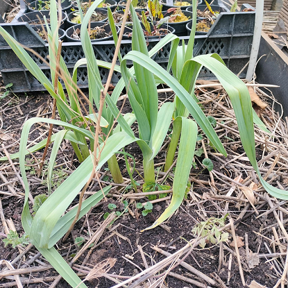 Image de Ail éléphant - Poirail - Allium Ampeloprasum ampeloprasum