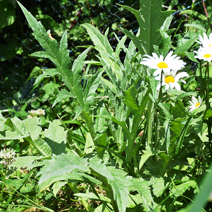 Image de Artichaut gros vert de Laon - Cynara scolymus