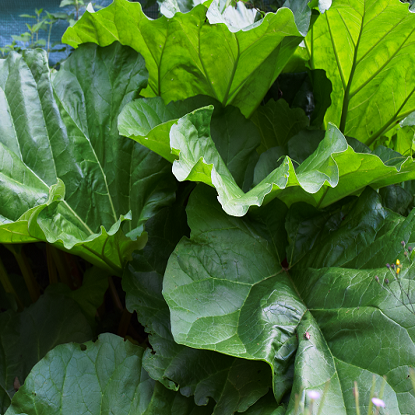 Image de Rhubarbe semences - Rheum officinale