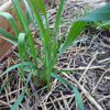 Image de Ail 'rocambolle' bulbilles - Allium scorodoprasum