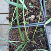 Image de Ail 'rocambolle' bulbilles - Allium scorodoprasum