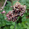 Image de Ail 'rocambolle' bulbilles - Allium scorodoprasum