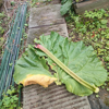 Image de Rhubarbe semences - Rheum officinale