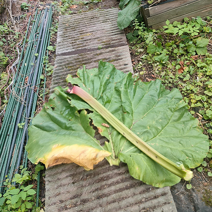Image de Rhubarbe semences - Rheum officinale